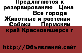 Предлагаются к резервированию › Цена ­ 16 000 - Все города Животные и растения » Собаки   . Пермский край,Красновишерск г.